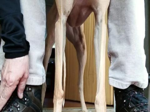 F E E T...... DOG  controlled through  ownerlys  feet Stock-Fotos