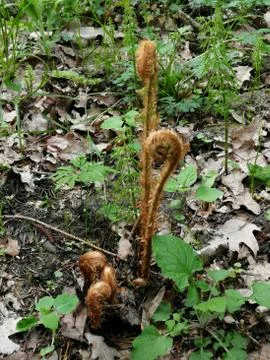 F E R N   wild planting Stock Photos