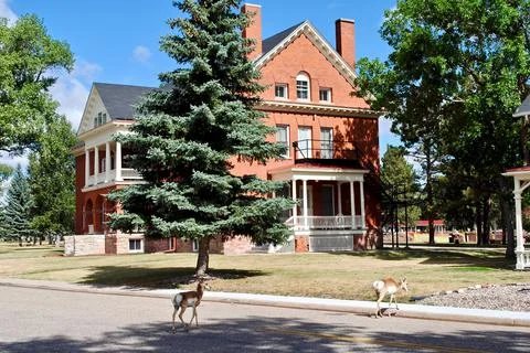F. E. Warren Air Force Base, Wyoming: Pronghorn, Antelope Foto stock