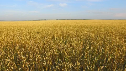 A f a field of wheat a field of wheat Stock Footage 96329129