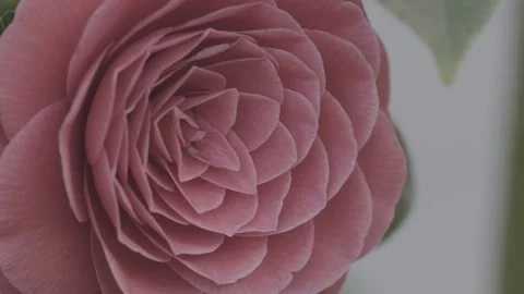 F-Log Close Up Red Rose Video stock 194426662