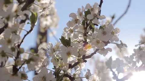 F macro4 Stock Footage 73873690