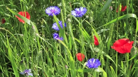 F00030 Stock Footage 1072660