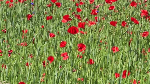 F00031 Stock Footage 1072673