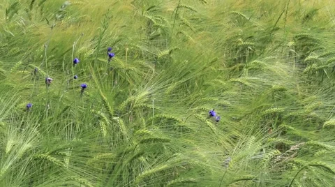 F00037 Stock-Footage 1072720