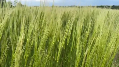 F4156390007l Vídeo Stock 344278521
