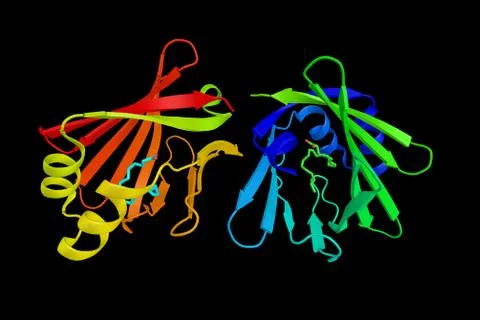 FABP7, a protein encoded by a gene which maps onto human chromosome 6q22.31.. Stock Illustration
