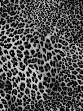 The fabric on striped leopard for background Stock Photos