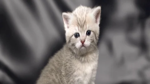 Fabric wavy-print kitten. Stock Footage