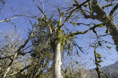 Fabulous bare trees without bark and leaves, densely overgrown with green moss Stock Photos