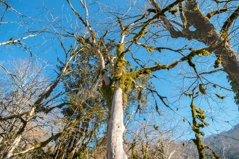 Fabulous bare trees without bark and leaves, densely overgrown with green moss Stock Photos