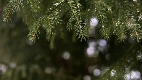 A fabulous branch of silver ate in drops of melting snow. Video stock 126727166