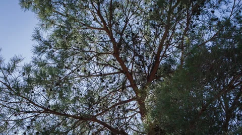 Fabulous coniferous forest Stock Footage 37172477