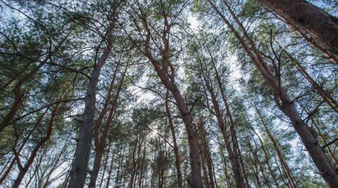 Fabulous coniferous forest Stock Footage 37172677