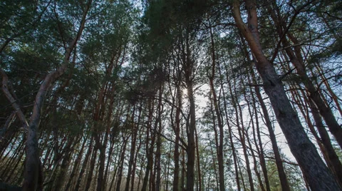 Fabulous coniferous forest Stock Footage 37172980