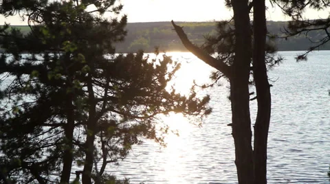 Fabulous coniferous forest Stock Footage 37628835