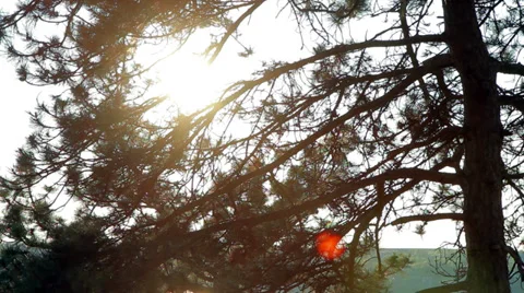 Fabulous coniferous forest Stock Footage 37629415