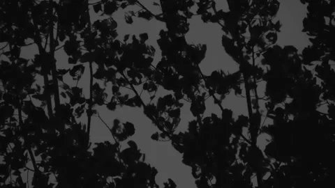 Fabulous Evil Forest 4K TZ Stock Footage 289834459