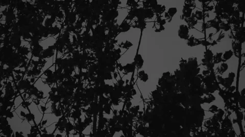 Fabulous Evil Forest Vidéo 39745111