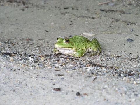 Fabulous frog Stock Photos