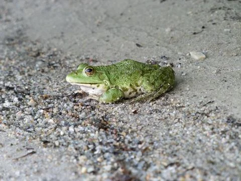 Fabulous frog 写真素材