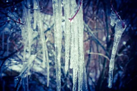 Fabulous icicles on the branches of a tree. Texture the icicles hanging from  Stock Photos
