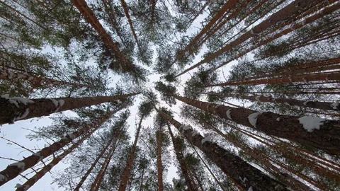 Fabulous New Year forest. Pine trees in the snow on a background of blue sky. Stock Footage 140933929