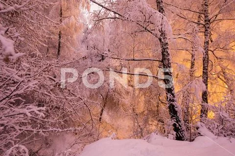 Fabulous night winter forest in the snow. Winter time. Heavy snowfall. Trees Stock Photos