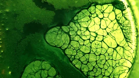 Fabulous Patterns. Green toxic substance in dish Stock Footage 122376543