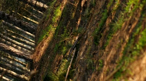 Fabulous pine forest in spring - camera moves up and rotates Stock Footage 49099202