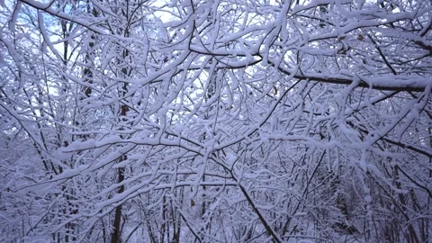 Fabulous winter forest covered in snow Stock Footage 300862738