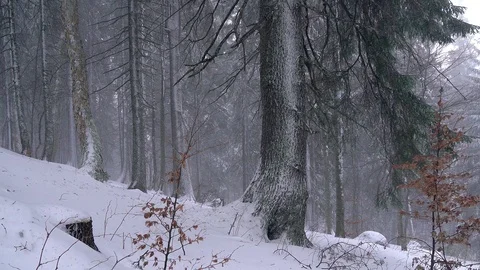 Fabulous winter forest Stock Footage 99151797