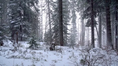 Fabulous winter forest Stock Footage 99314666
