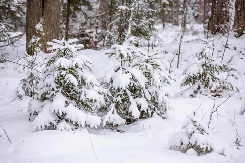 Fabulous winter forest Stock Photos