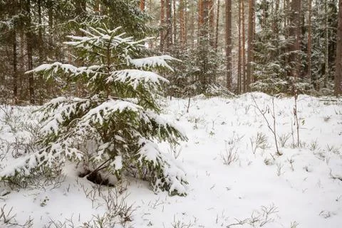 Fabulous winter forest Stock Photos