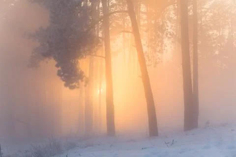 Fabulous winter forest Stock Photos