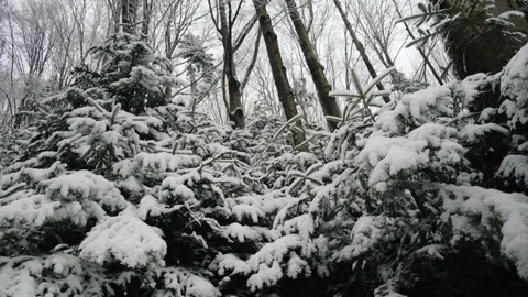 Fabulous winter forest with snow covered fir trees. Colorful outdoor scene Stock Footage 325963853