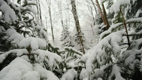 Fabulous winter forest with snow covered fir trees. Amazing outdoor scene Stock Footage 325965841