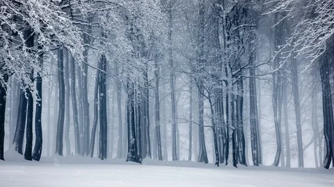 Fabulous winter forest. Snow falling in the winter forest. 動画素材 101660776
