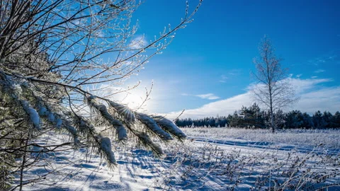 Fabulous winter forest. The sun's rays pass through the spruce branch. Green Stock Footage 167341503