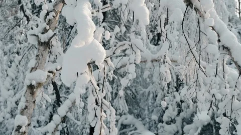 Fabulous winter trees Stock Footage 108031320