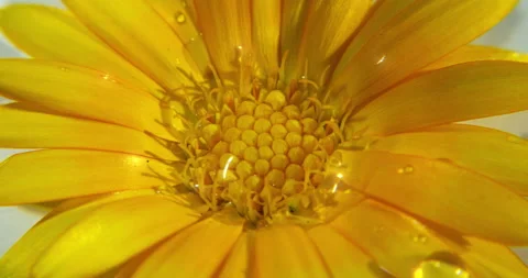 A fabulous yellow flower. Stock Footage 157352437