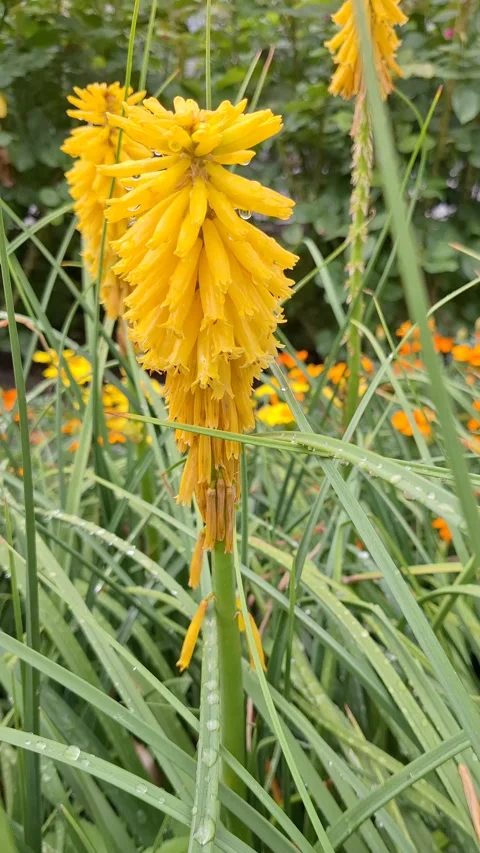 Fabulous yellow torch lily. Stock Footage 340923634