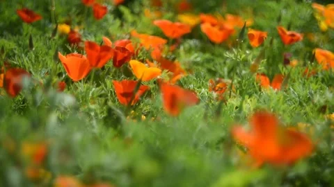 Fabulously beautiful pink and orange flowers of Ashsholtsia in the wind Stock Footage 200828312