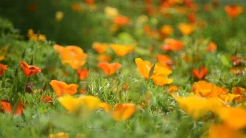 Fabulously beautiful pink and orange flowers of Ashsholtsia in the wind Stock Footage 200828313