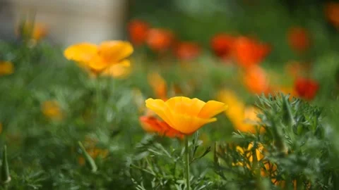 Fabulously beautiful pink and orange flowers of Ashsholtsia in the wind Stock Footage 200828314