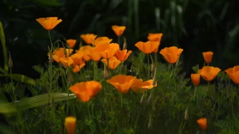Fabulously beautiful pink and orange flowers of Ashsholtsia in the wind Stock Footage 200828317