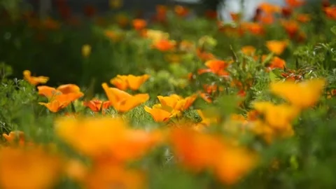 Fabulously beautiful pink and orange flowers of Ashsholtsia in the wind Stock Footage 200828319