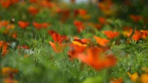 Fabulously beautiful pink and orange flowers of Ashsholtsia in the wind Stock Footage 200828320