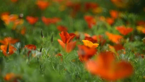 Fabulously beautiful pink and orange flowers of Ashsholtsia in the wind Stock Footage 200828322
